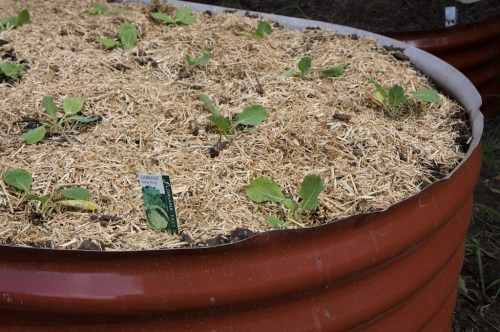 lewisham_20090419_4368