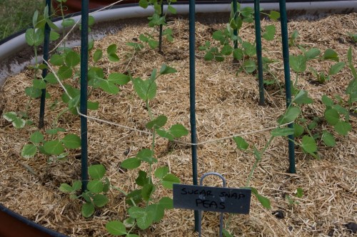 lewisham_20090419_4371