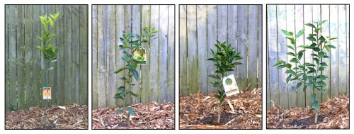 Orange, lime, orange and lemon