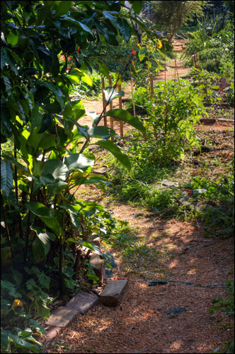 Path through the Marrickville Food Forrest