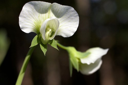 Sugar snap peas in flower