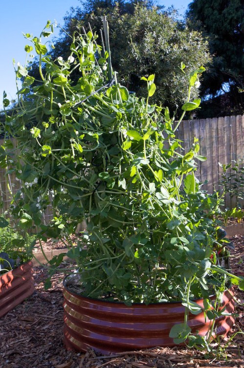 Despite best efforts, the sugar snap peas grew to 2.5m and then fell over
