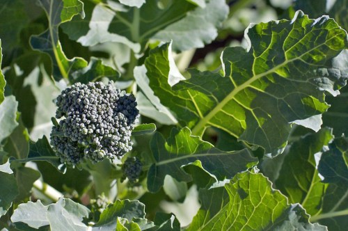 Yup, it's broccoli, not cauliflower