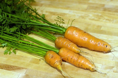 Our first carrots out of the ground, very exciting!