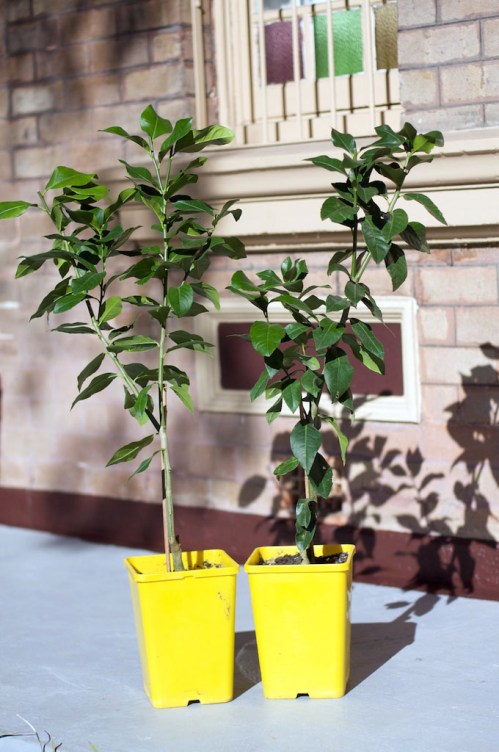 Two dwarf meyer lemons, in excellent shape and ready for the nature strip
