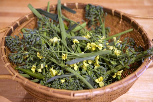 The last haul of broccoli from the garden