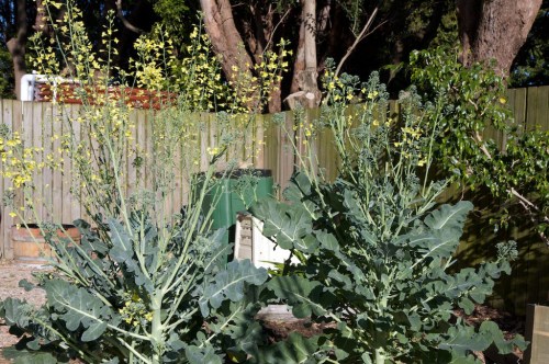 Broccoli in flower is an impressive sight