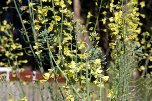 No shortage of flowers (and bees)