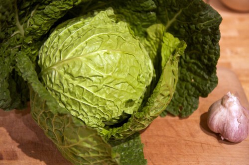 The first savoy cabbage out of the ground