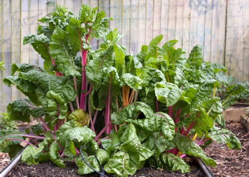 Silverbeet on a rampage, and going to seed
