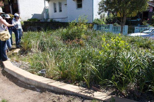 Hill Street rain garden