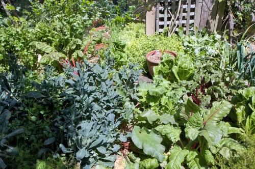 A small garden, lush and verdant