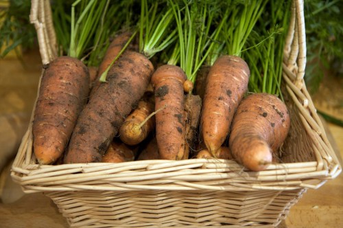 The last harvest of carrots, quite a pile!