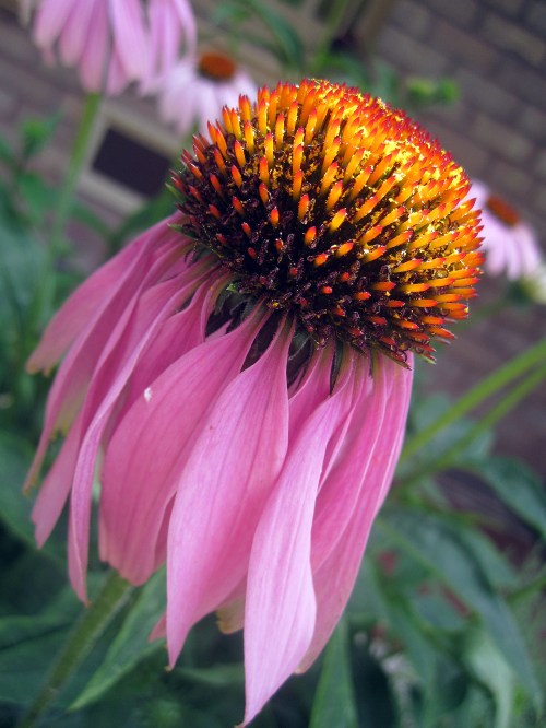 Echinacea