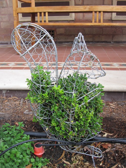 Our squirrel topiary -- we have a long way to go!