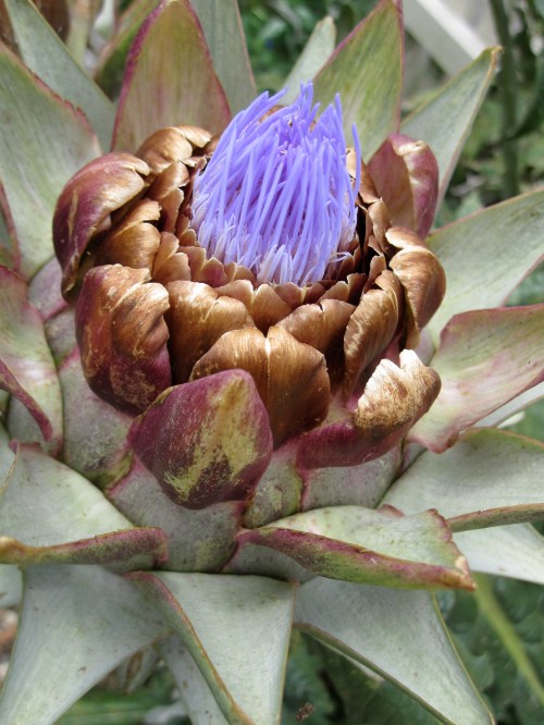 Purple artichoke flower