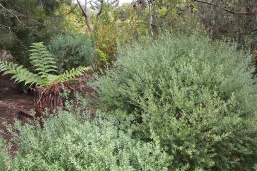 Native plants provide a great variety of foliage, in many shades of green.