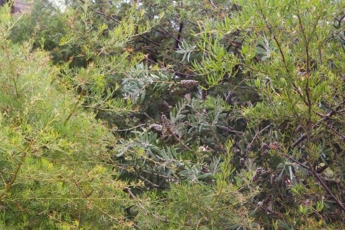 Native plants are very comfortable being planted densely.