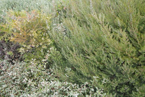 'Overplanting' means plants grow together to create a dense mix of textures.