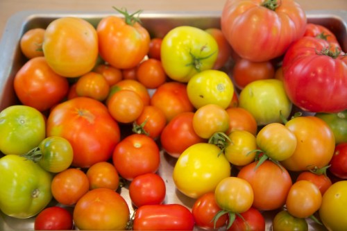 Many different types (and colours) of tomatoes, happily ripening on our counter