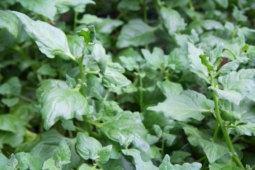 Warrigal greens grow rampantly in the warm Sydney climate