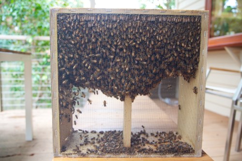 This is what a "package" of bees looks like