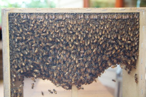 Close-up of the "package" of bees. That's a lot of bees!