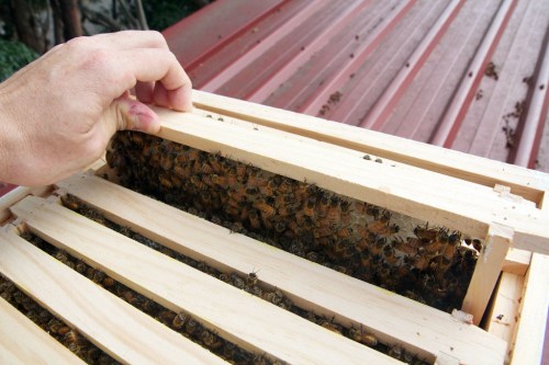 The bees are already laying down comb.
