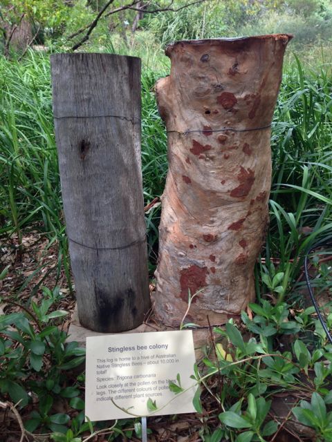 A very natural home for native stingless bees, at the botanic garden in Sydney.