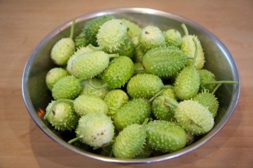 Fifty-five bur gherkins, all in a pile