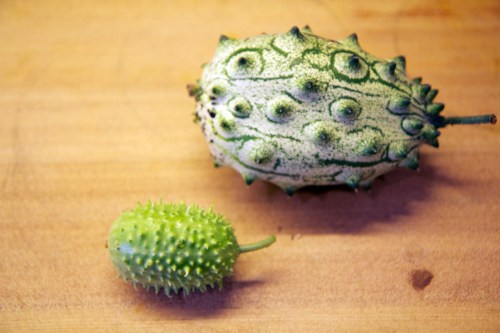 Oops, left some of the gherkins on the vine too long!