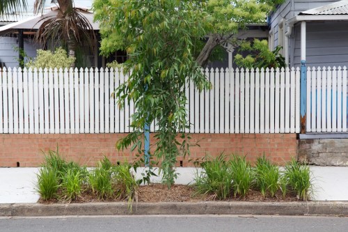 Dianellas planted around the base of a Council street tree
