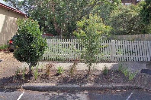 The verge when first planted, nine months ago.