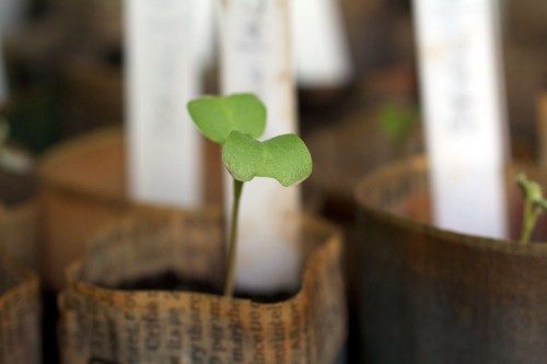 Broccoli seedling, poking its head up from a handmade paper pot.
