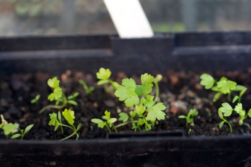 Celeriac seedlings, with a bit more growing to do yet