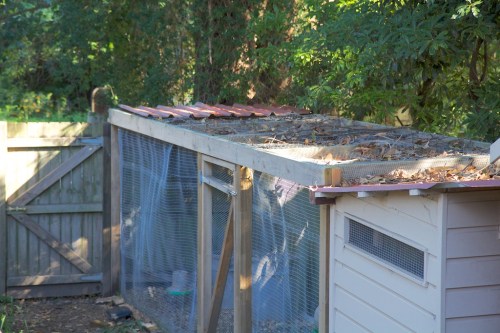The corrugated iron that previously covered the end of the chicken run.