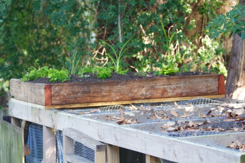 The small green roof, fully installed and planted on the end of the chicken run.