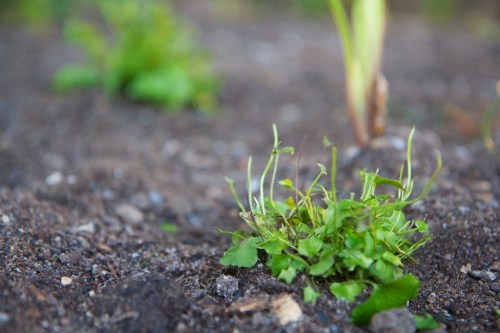 This plant got off lightly, some of the rest are just stalks!