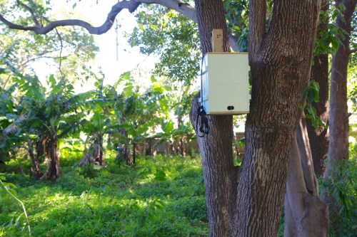 My first 'bait hive', hung in a tree behind the old convent next door.