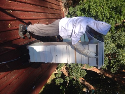 Getting ready to harvest honey from the hive.