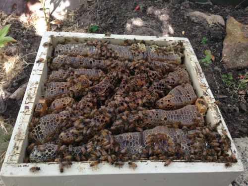 Bees will grow comb however they like, when it comes down to it