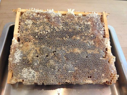One frame of honeycomb, fresh and full of honey.