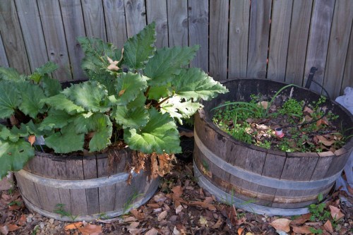 Half wine barrels -- they look great