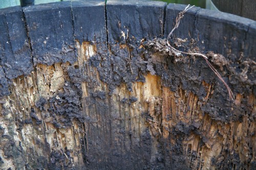 Wine barrels make a great meal for termites.