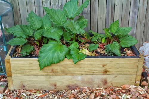 The new garden bed -- this should last.