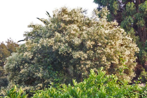 Christmas bush in flower, two months early!