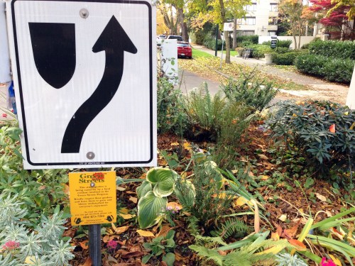 Greening a roundabout: "This street garden is being cared for by a local resident involved in the Green Streets Program."