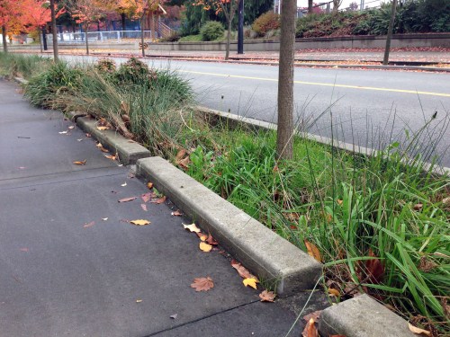 Rain garden, near Vancouver's stadiums.