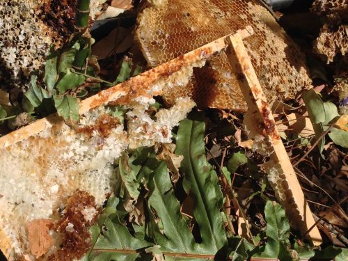 Broken frames and smashed comb!