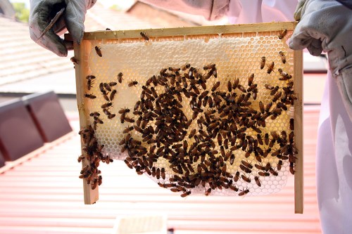 Bees forming natural comb, and then rapidly filling it with honey.